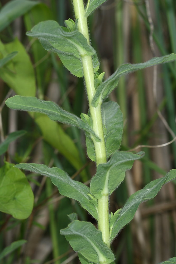 Euphorbia hirsuta / Euforbia pubescente